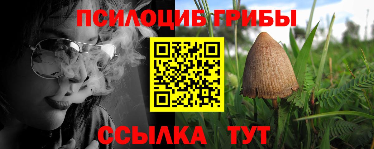 Псилоцибиновые грибы Psilocybe Петропавловск-Камчатский